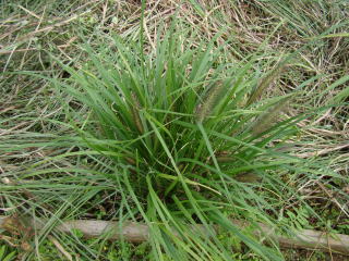 跡見群芳譜(野草譜 チカラシバ)